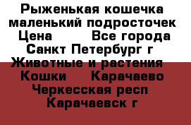 Рыженькая кошечка маленький подросточек › Цена ­ 10 - Все города, Санкт-Петербург г. Животные и растения » Кошки   . Карачаево-Черкесская респ.,Карачаевск г.